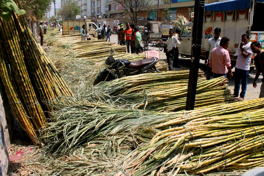 印度莫迪制糖厂收购种糖和炼糖的印度农民的甘蔗作物